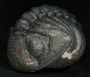 Wide Enrolled Phacops Trilobite - Mrakib, Morocco #11011-1